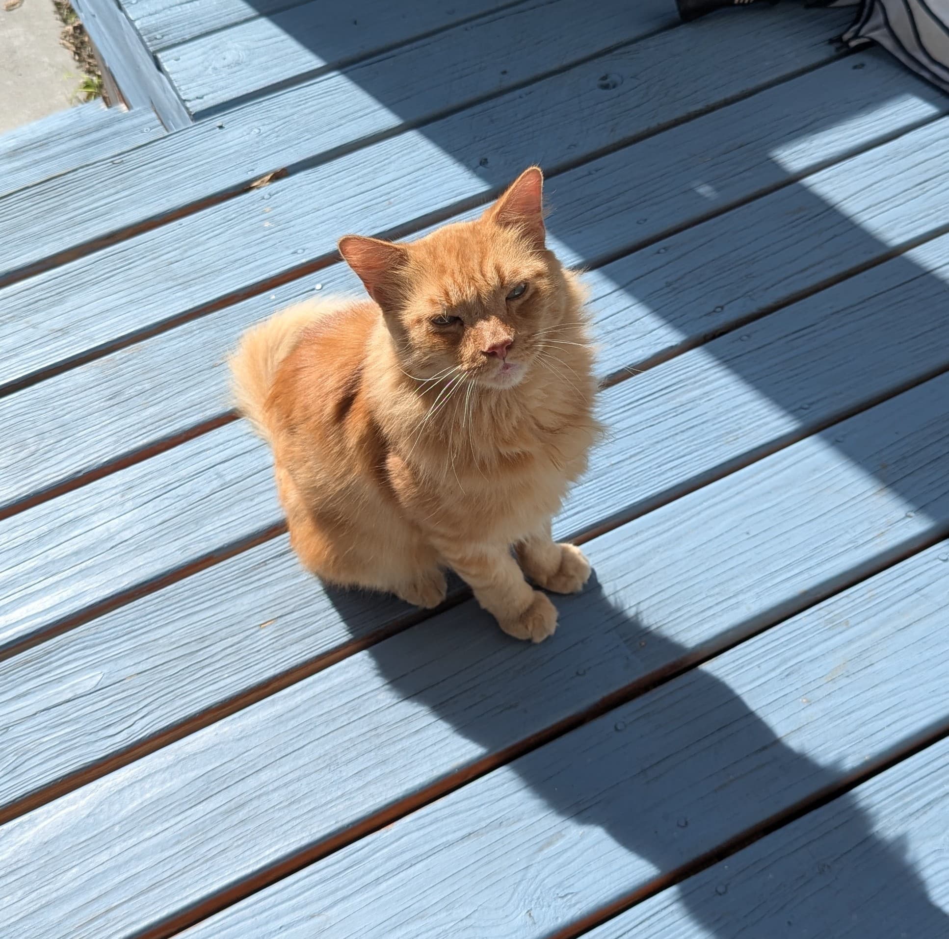 An orange cat sits on a blue wooden deck, basking in sunlight. An orange cat sits on a blue wooden deck, basking in sunlight.